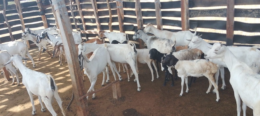 Social Enterprises - Kitui Grazers